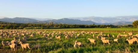 Sheep grazing in the Little Karoo region of South Africa near Oudtshoorn