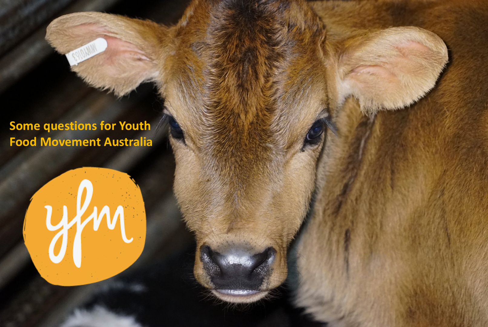 Some questions for Youth Food Movement Australia